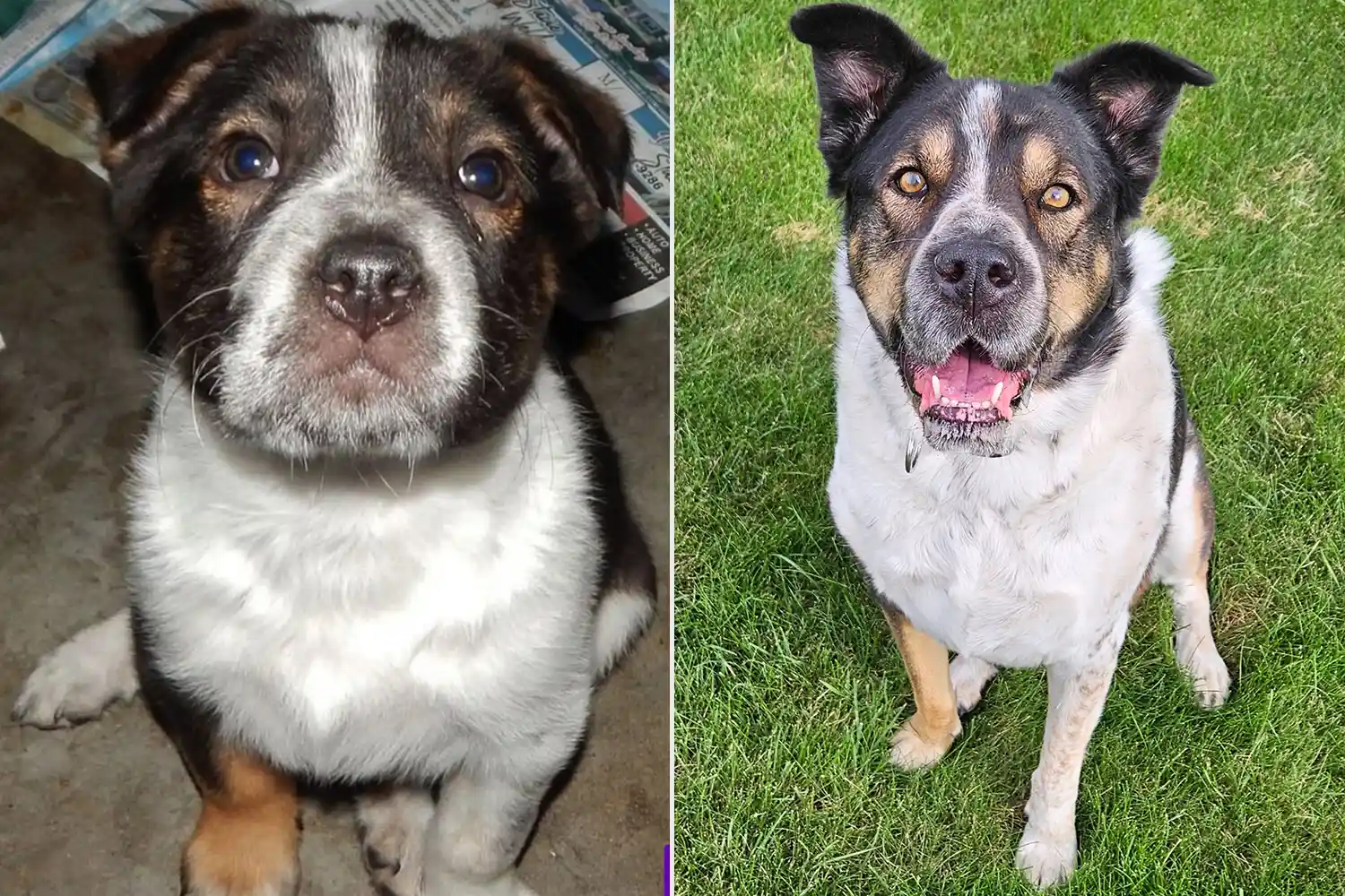 Poppy. Sursa foto: PEOPLE World's Cutest Rescue Dog Contest
