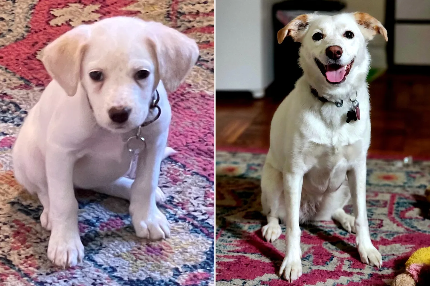 Fiona. Sursa foto: PEOPLE World's Cutest Rescue Dog Contest
