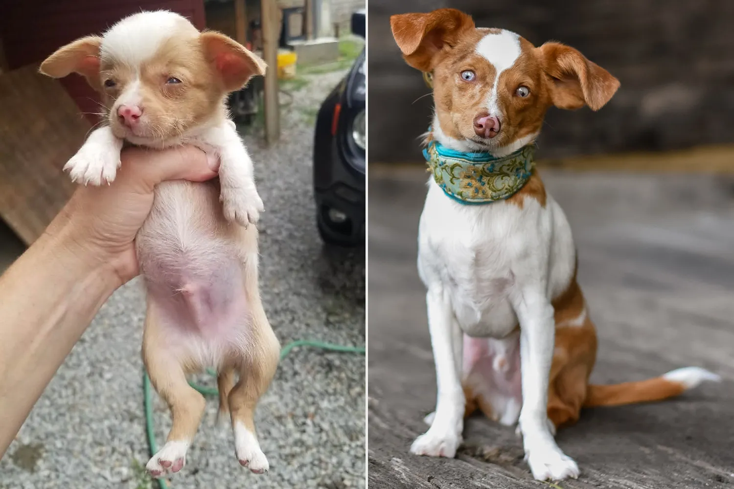 Uzo. Sursa foto: PEOPLE World's Cutest Rescue Dog Contest