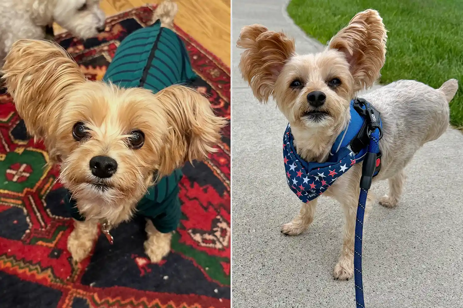 Champ. Sursa foto: PEOPLE World's Cutest Rescue Dog Contest