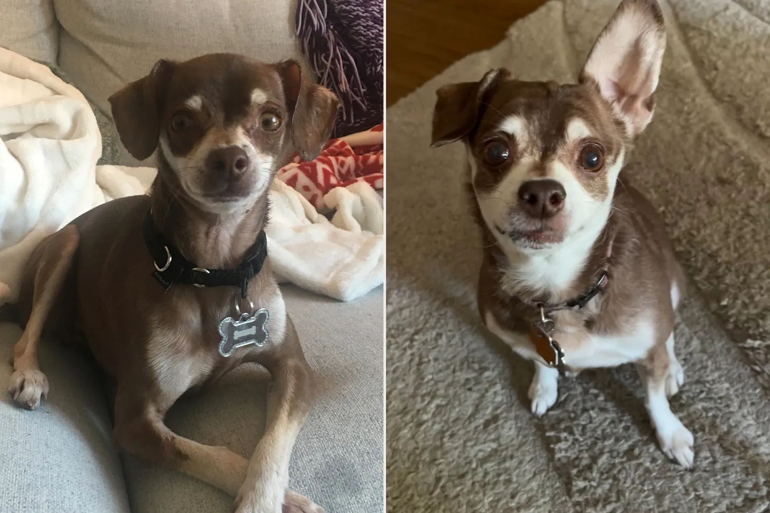 Maple. Sursa foto: PEOPLE World's Cutest Rescue Dog Contest