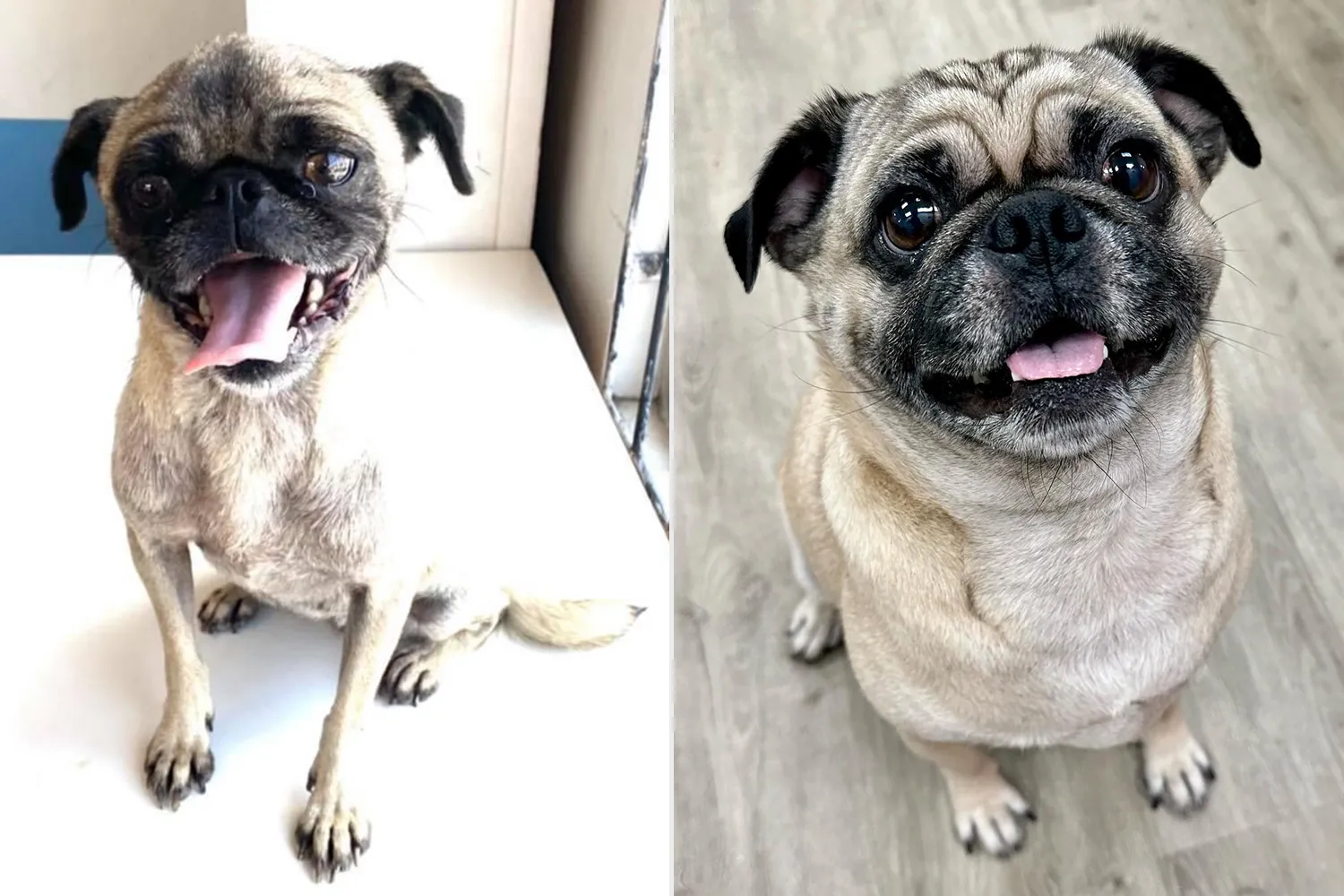 Bean. Sursa foto: PEOPLE World's Cutest Rescue Dog Contest