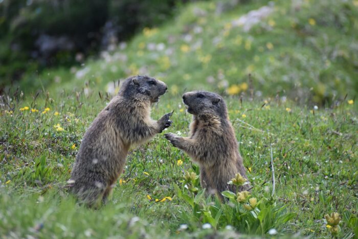 Cereri pentru interzicerea vânătorii de marmote în Franța. Activiștii spun că animalele sunt „ucise pentru distracție”