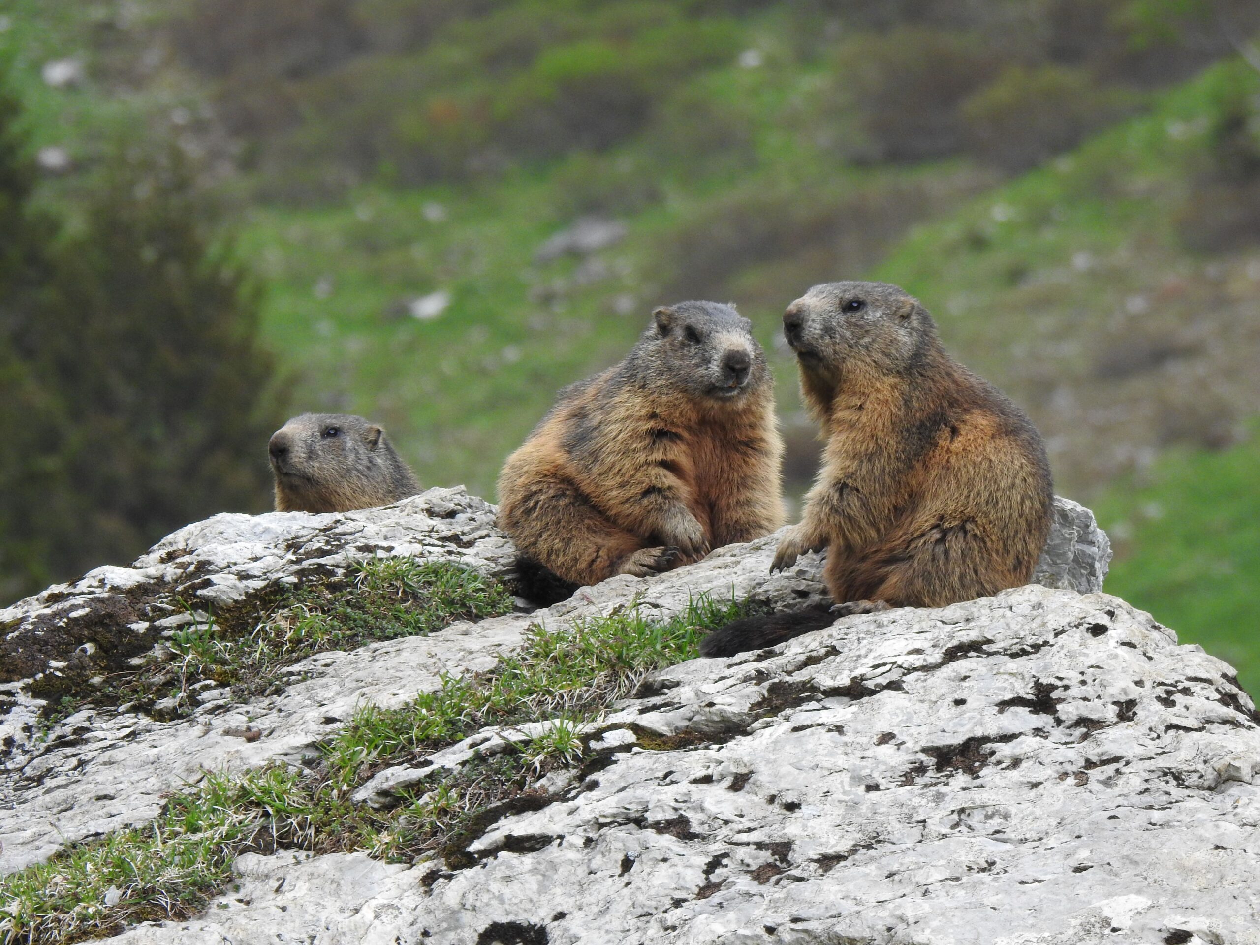Deși marmota nu este considerată o specie amenințată în Franța, numărul exemplarelor ar fi în scădere pe fondul crizei climatice. Foto: pexels.com