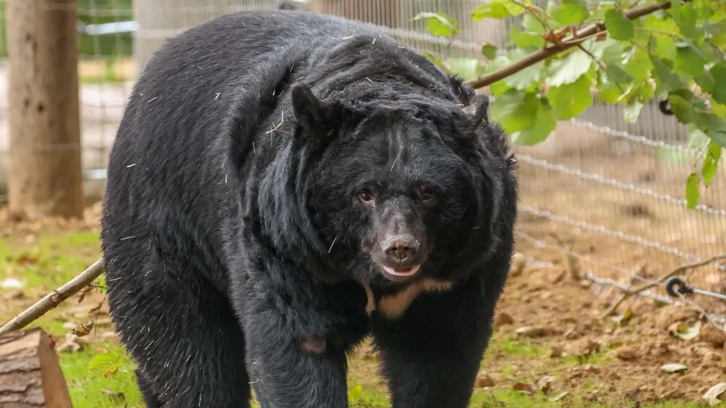Cinci urși salvați dintr-o fermă de bilă din Coreea de Sud au ajuns în Marea Britanie. Foto: Jimmy’s Farm and Wildlife Park
