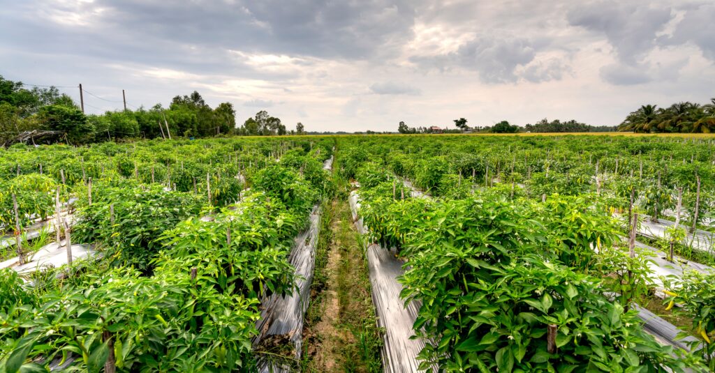 Cum a devenit Sikkim din India primul stat complet organic din lume, fără pesticide și îngrășăminte chimice