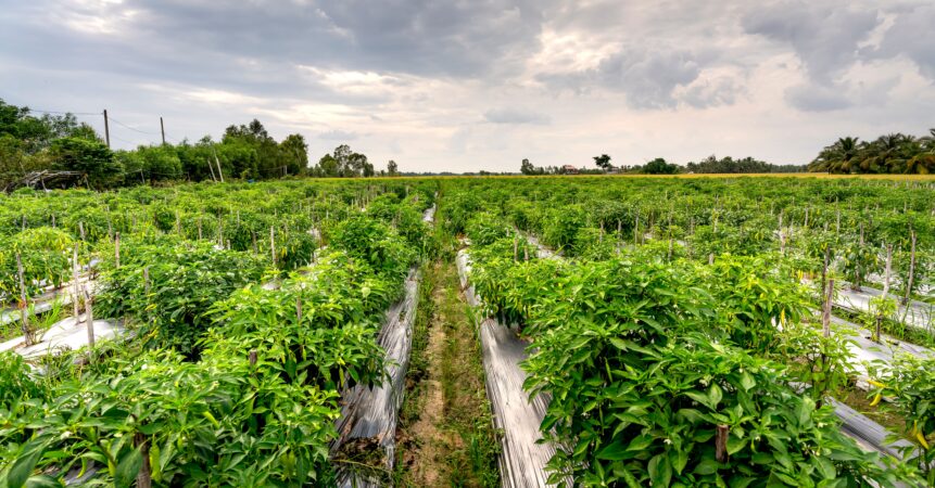 Cum a devenit Sikkim din India primul stat complet organic din lume, fără pesticide și îngrășăminte chimice