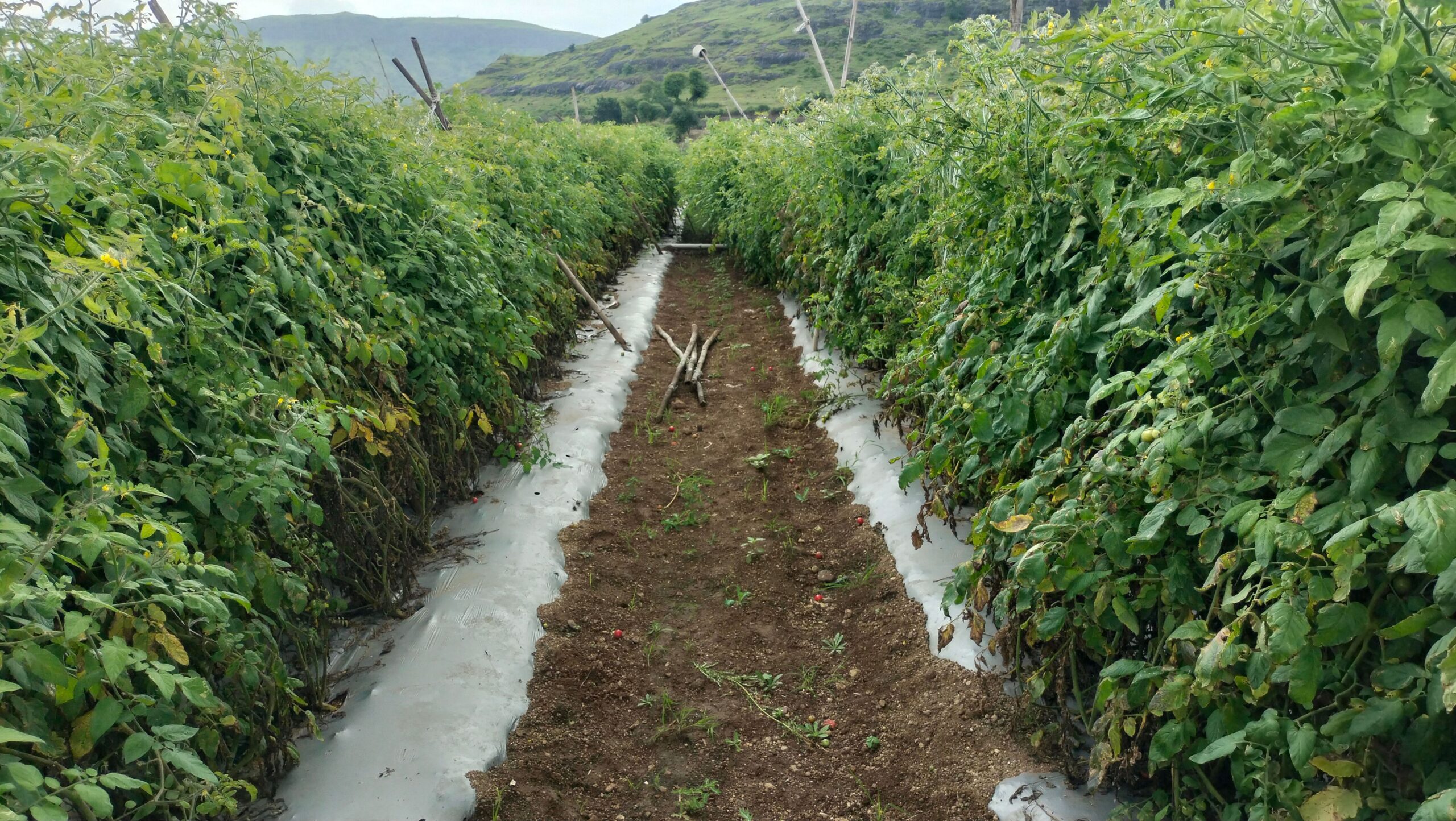 La capitolul comercializare, India are deja numeroase platforme online pentru vânzarea produselor ecologice. Foto: pexels.com