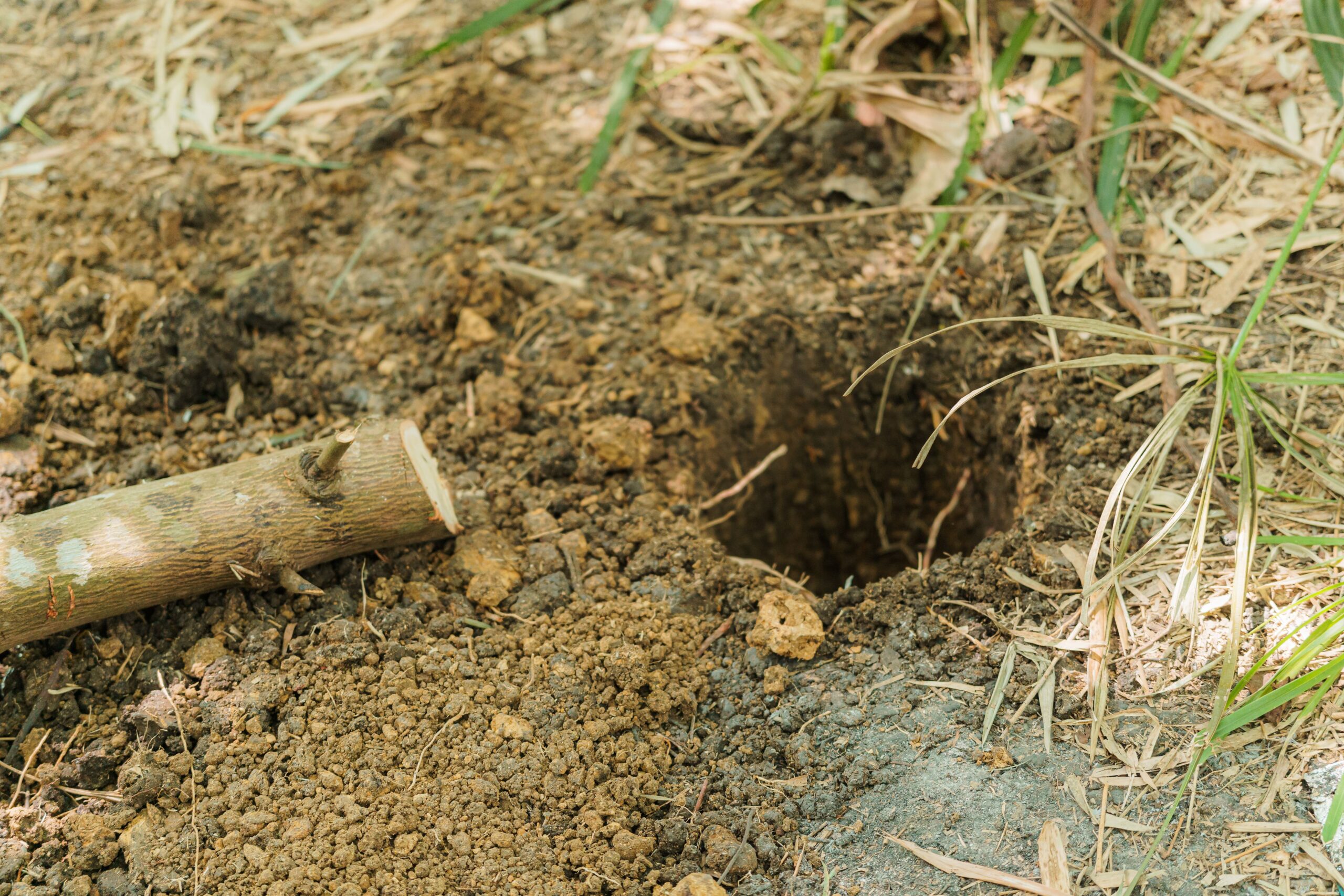 Activitatea de săpare consumă foarte multă energie, motiv pentru care cârtițele sunt mereu în căutarea hranei. Foto: pexels.com