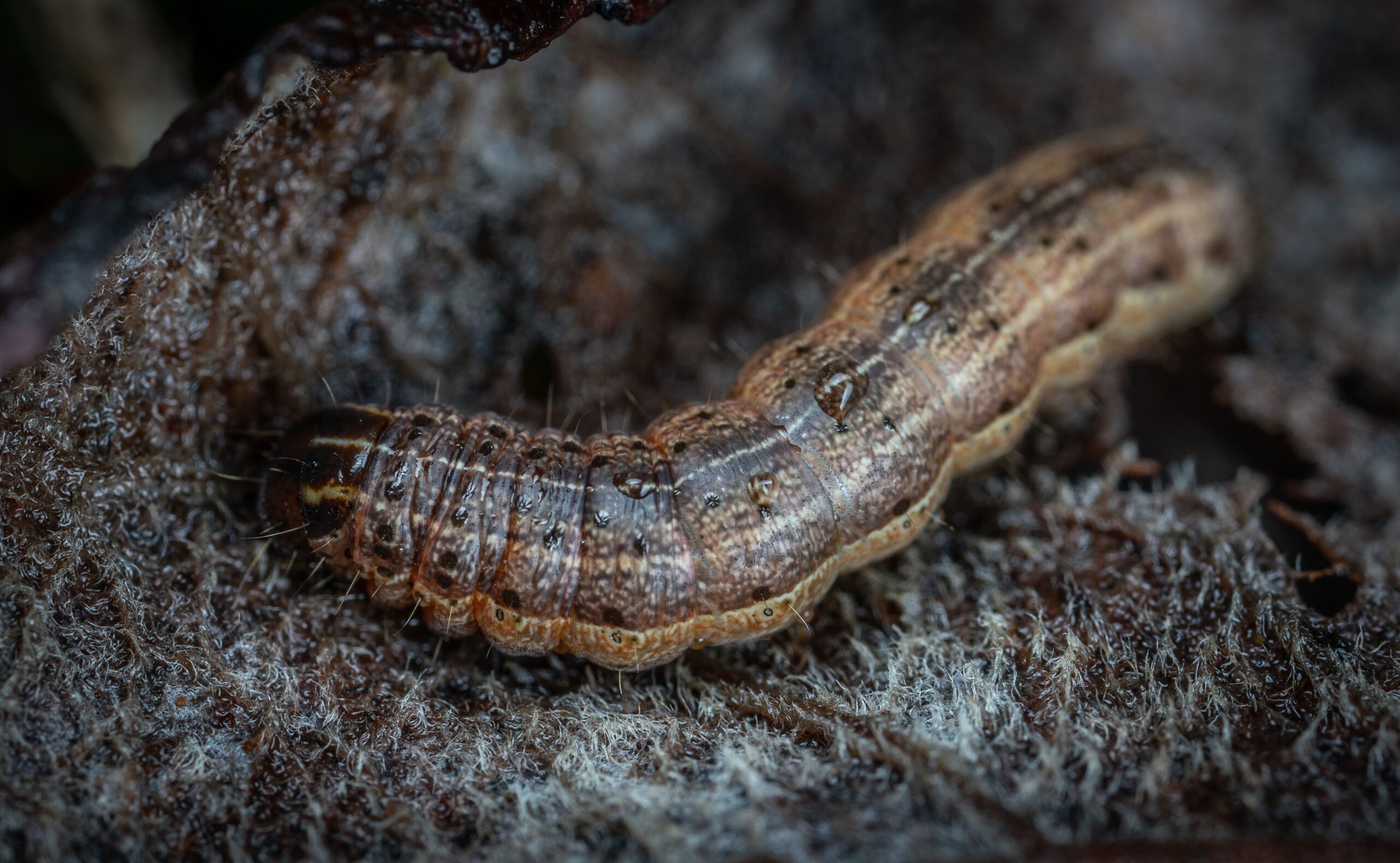 Grădinarii nu își dau seama că aceste insecte sunt prezente până când nu găsesc răsadurile pur și simplu „decapitate”. Foto: pexels.com