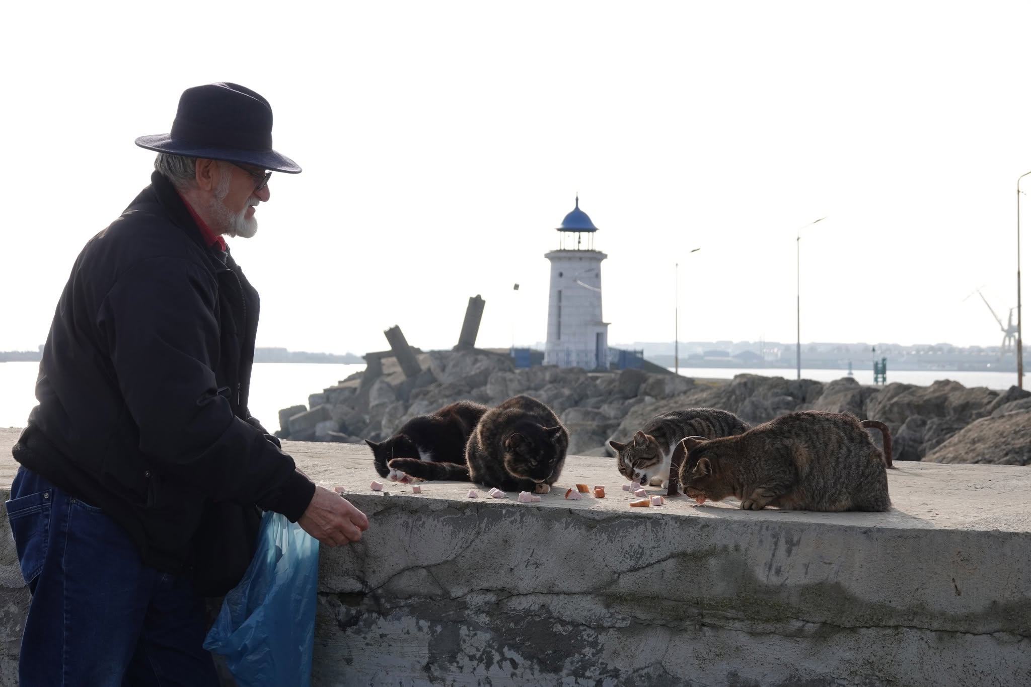 Ce se întâmplă cu felinele îngrijite de voluntari? Foto: Facebook Digul cu Pisici