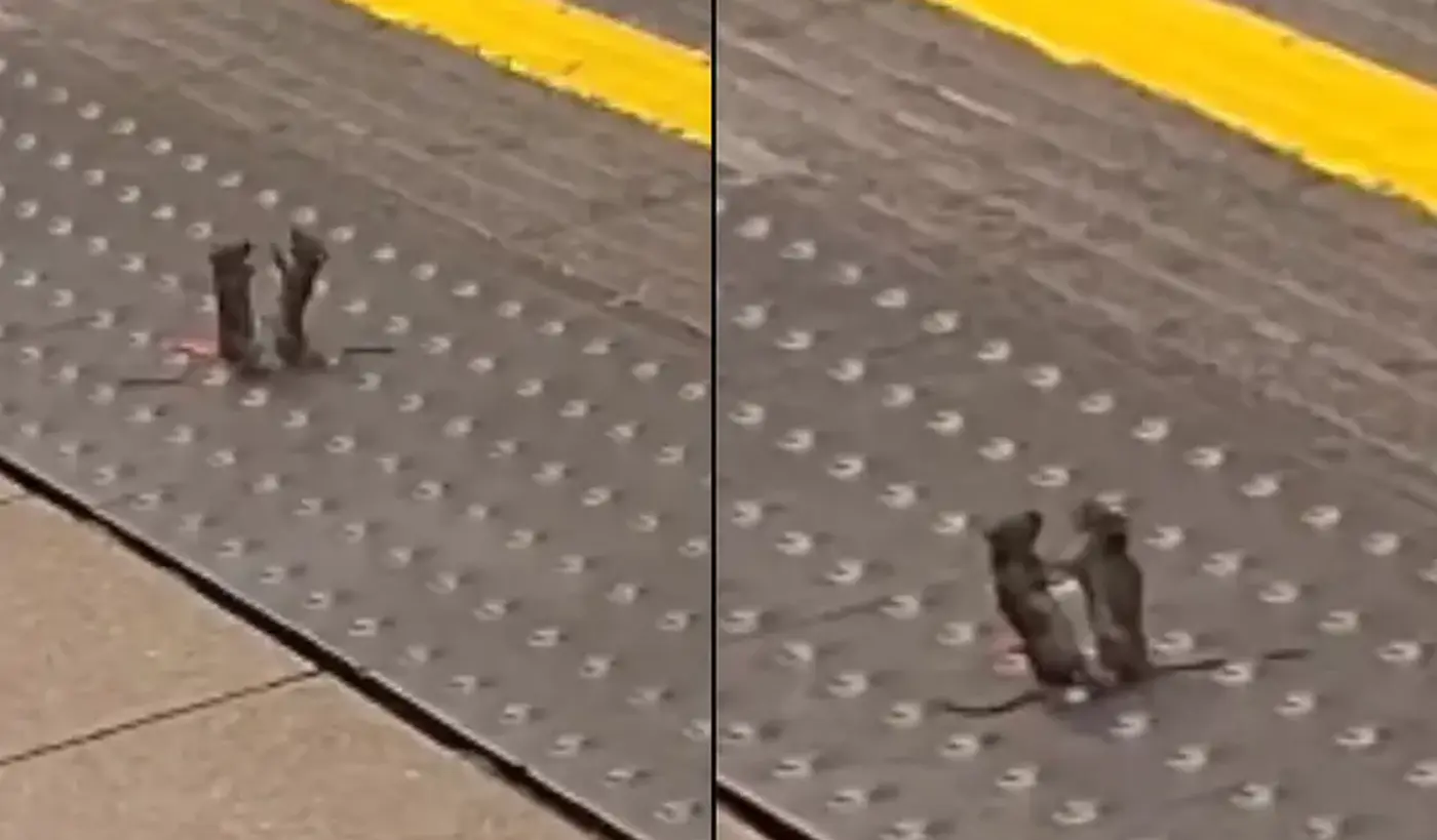 Doi șoricei s-au luat la bătaie în metroul din Londra. FOTO: captură video Instagram/ sonia.mansfield_
