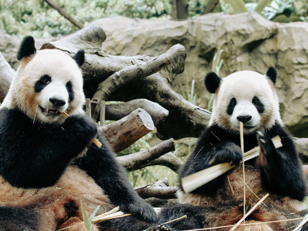 Doi urși panda giganți au ajuns în Atlanta din China. Foto: pexels.com