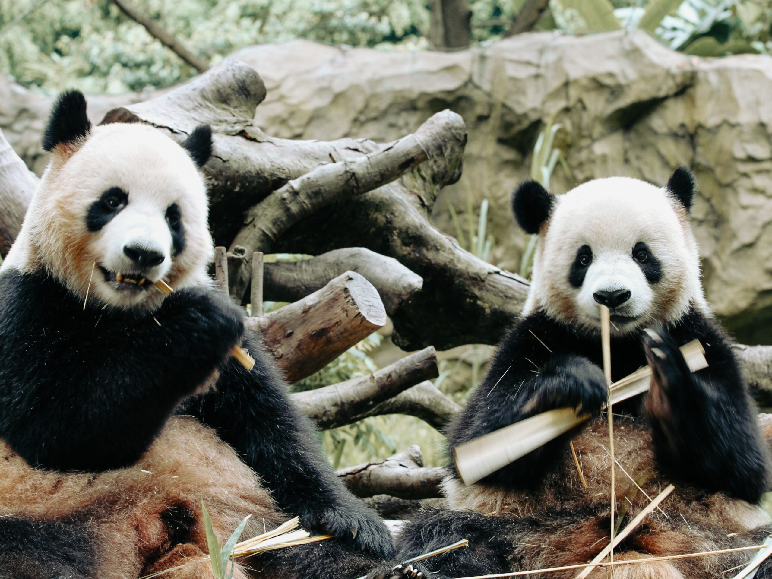 Doi urși panda giganți au ajuns în Atlanta din China. Foto: pexels.com
