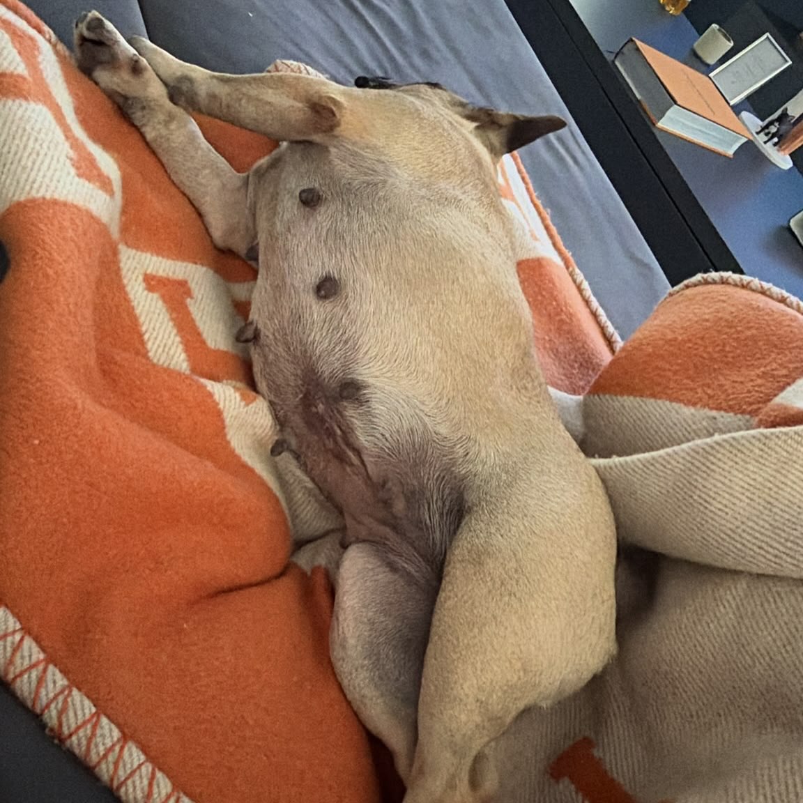 Cei doi au adoptat-o pe Dona, un bulldog francez în vârstă de doi ani. Foto: Instagram