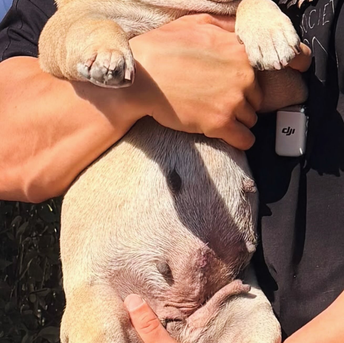 Dona a fost folosită pentru reproducere și abandonată după ce a dezvoltat o hernie ombilicală. Foto: Instagram