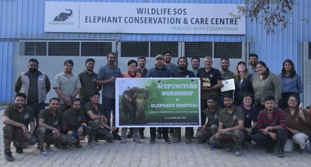 Echipa de veterinari a urmat cursuri de medicină alternativă pentru a putea folosi aceste tehnici alături de tratamentele veterinare convenționale. Sursa foto: Wildlife SOS