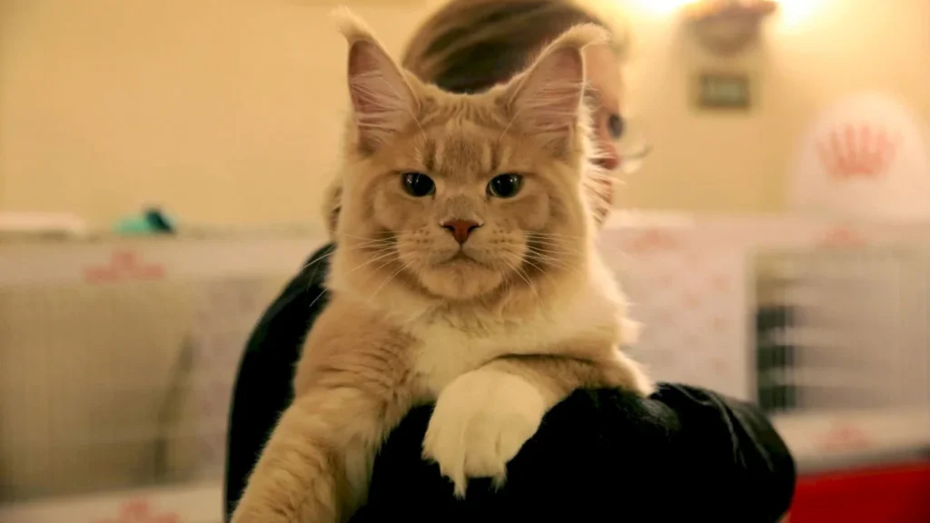 Expoziție spectaculoasă de pisici la București: peste 250 de feline, inclusiv campioni mondiali și europeni, pot fi văzute la Sala Palatului