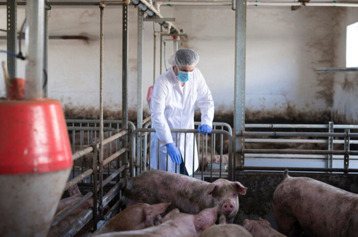 Alertă sanitar-veterinară în Buzău: focar de pestă porcină africană într-o fermă cu peste 5.700 de animale