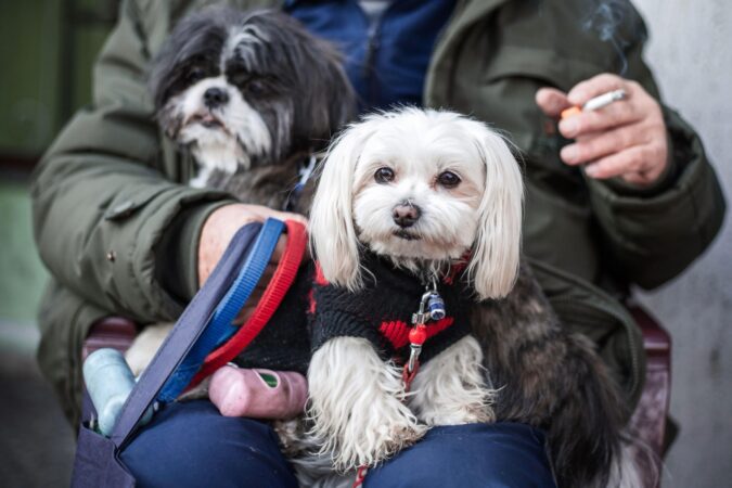 Fumezi în casă și ai un animal de companie? Fumul de țigară îi poate afecta sănătatea chiar dacă deschizi geamul. Medicul veterinar a explicat ce se întâmplă, de fapt: „Există și conceptul de fumat la mâna a 3-a” EXCLUSIV