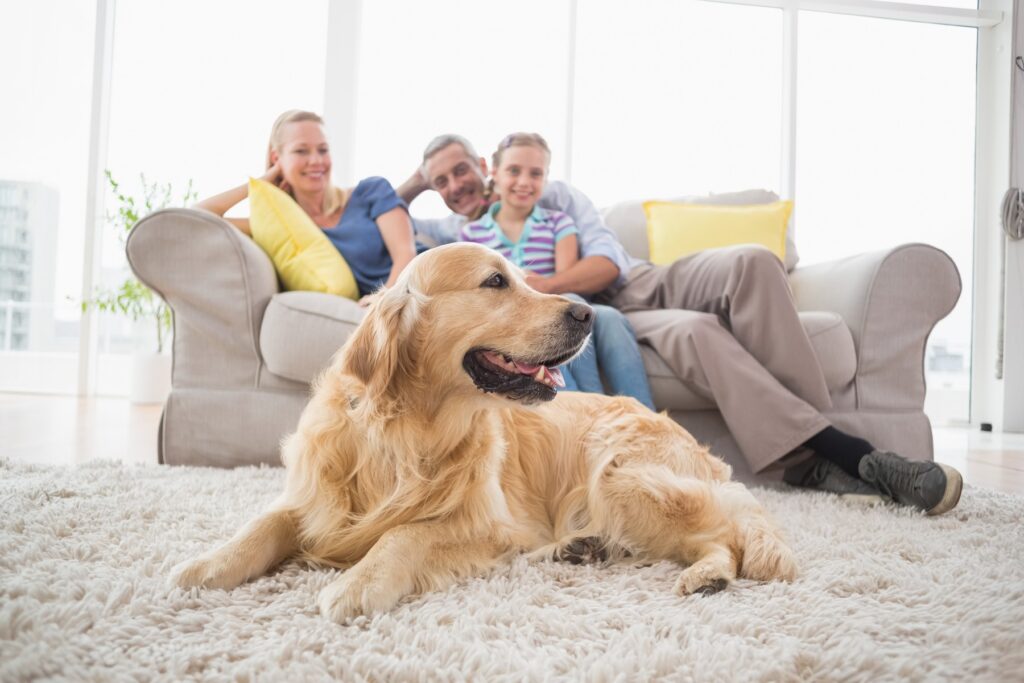 De câtă mișcare are nevoie un Golden Retriever și cum se comportă în familiile cu copii? Iubește apa și aventura, dar nu și singurătatea EXCLUSIV