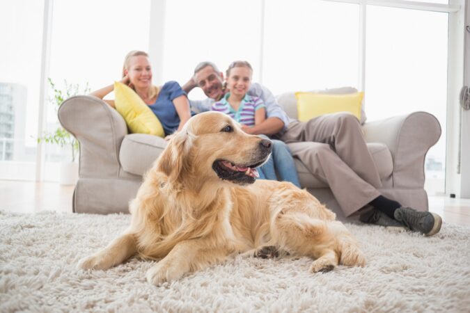 De câtă mișcare are nevoie un Golden Retriever și cum se comportă în familiile cu copii? Iubește apa și aventura, dar nu și singurătatea EXCLUSIV