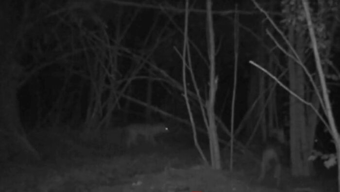 Haită de lupi, surprinsă în apropierea caselor din Gorj! De ce animalele sălbatice nu pot fi capturate?
