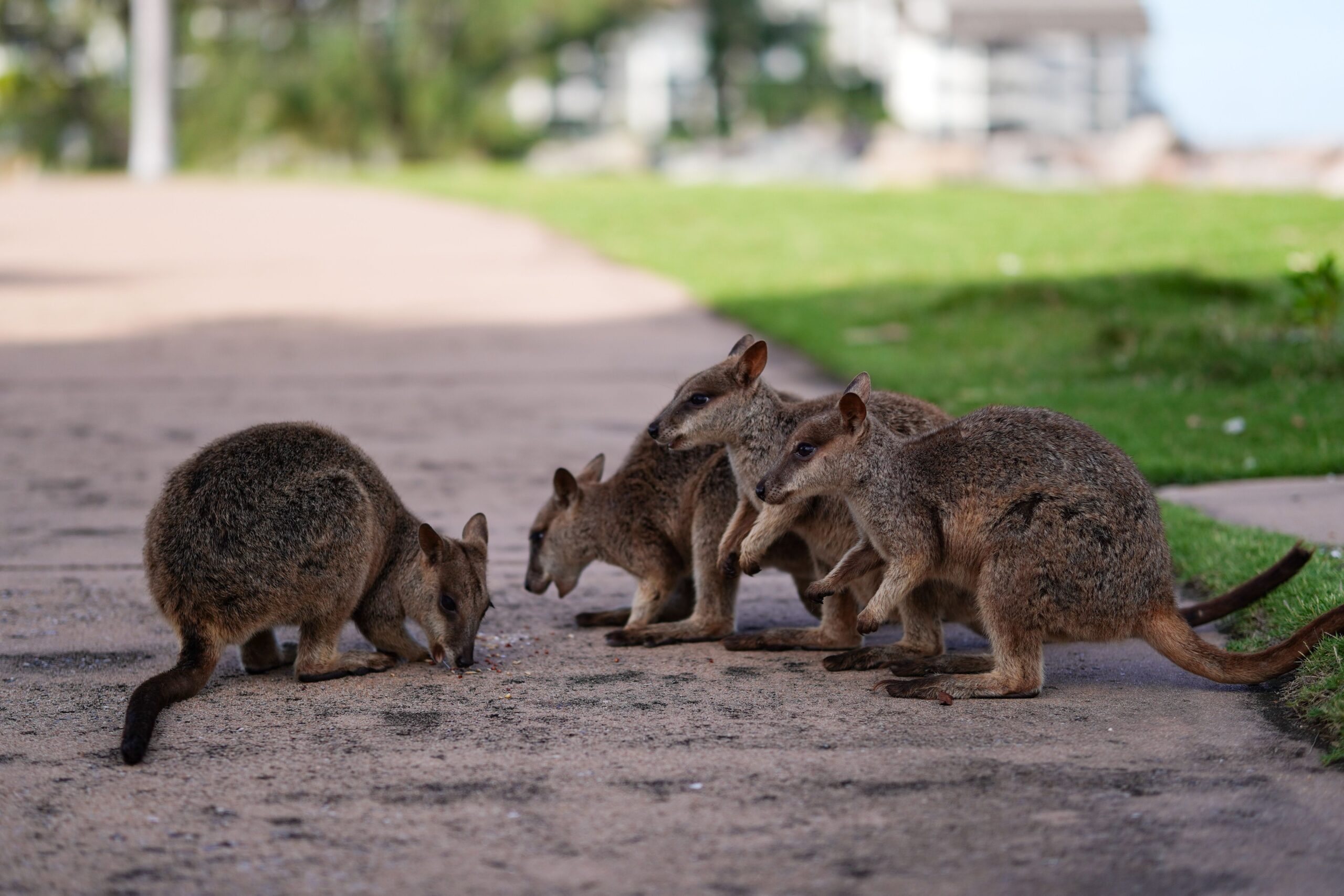 Populația de wallaby sălbatici de pe Insula Man a crescut mult peste estimările inițiale. Foto: pexels.com