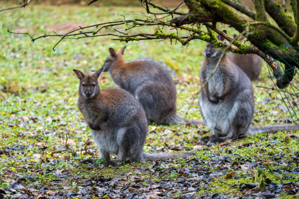 Insula britanică invadată de wallaby care provoacă haos. Foto: pexels.com