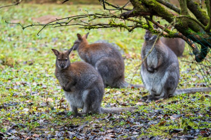 Insula britanică invadată de wallaby care provoacă haos. Ce spun specialiștii: „Nimeni nu vrea să folosească termenul «exterminare»”