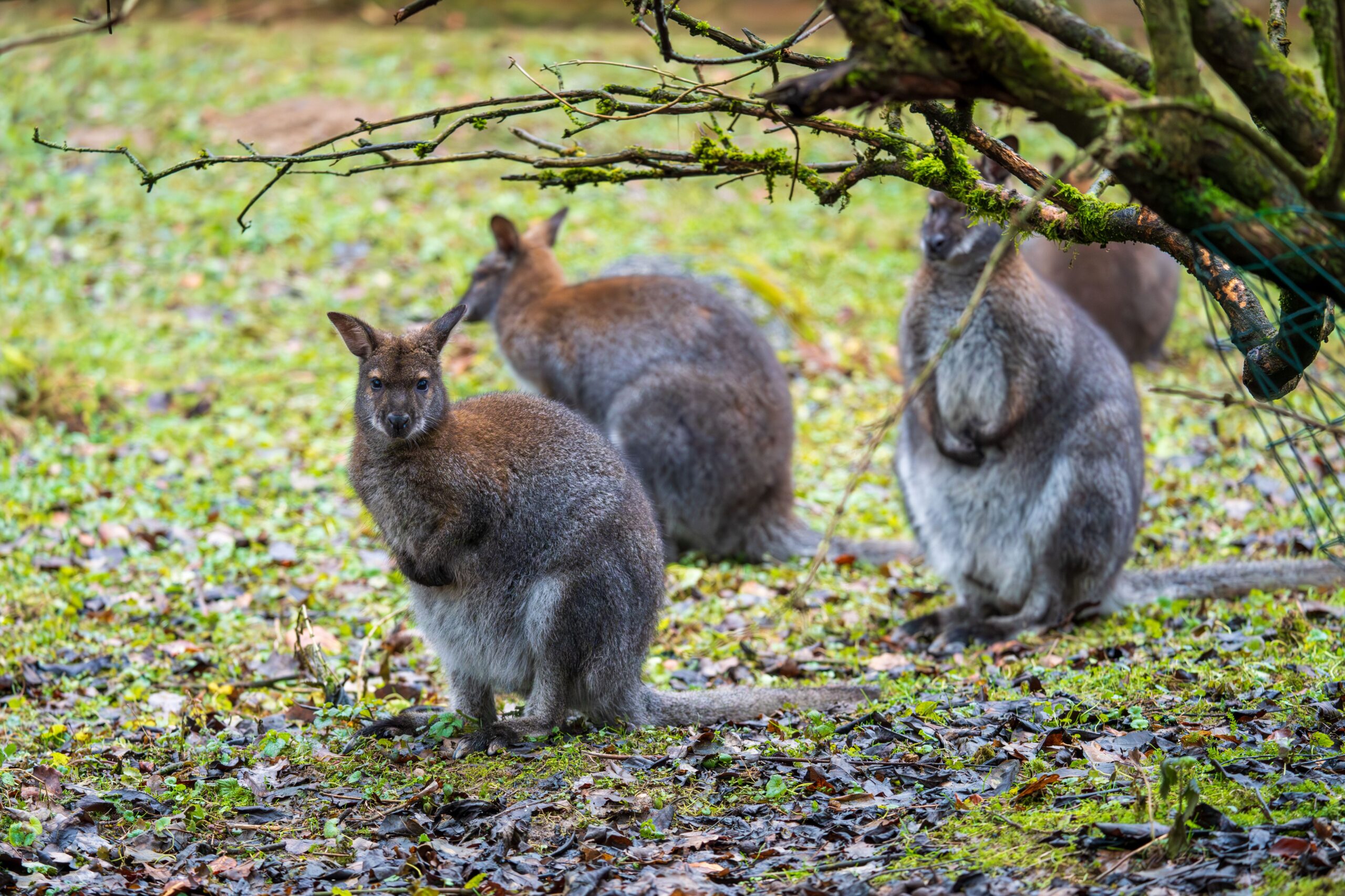 Insula britanică invadată de wallaby care provoacă haos. Foto: pexels.com