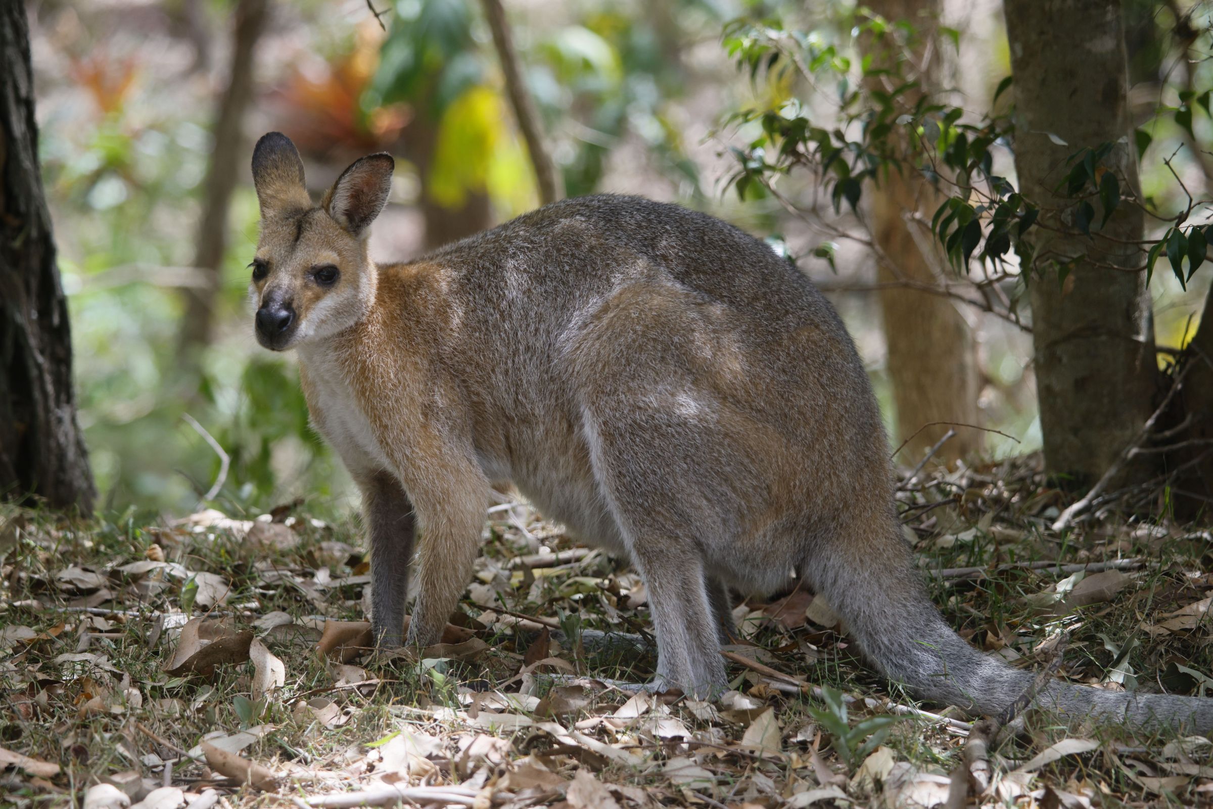 Wallaby sunt considerați o atracție turistică, iar unii localnici sunt atașați de prezența lor. Foto: pexels.com