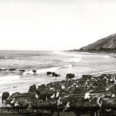 Creșterea rapidă a efectivelor a pus o presiune uriașă asupra mediului fragil al insulei. Sursa foto: Instagram Santa Cruz Island Foundation