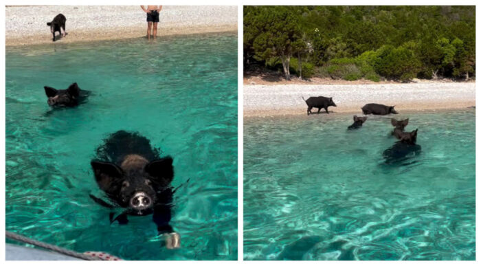 Insula din Grecia unde porcii intră în mare alături de turiști. Paradisul ascuns din Marea Ionică
