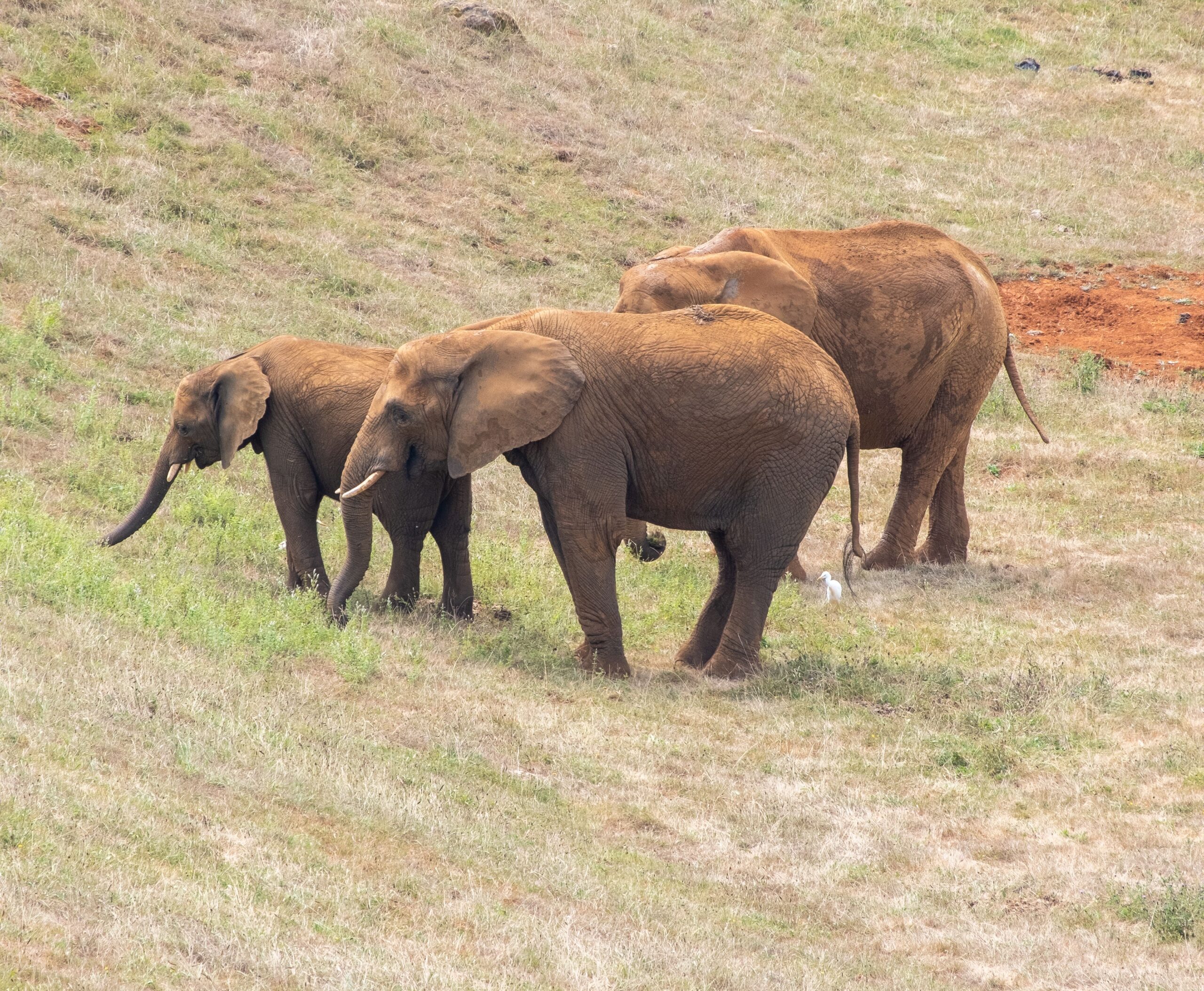 Experimentele în care au fost redate înregistrări cu vocalizările altor elefanți au sugerat că animalele se adresează unele altora prin sunete specifice. Foto: pexels.com