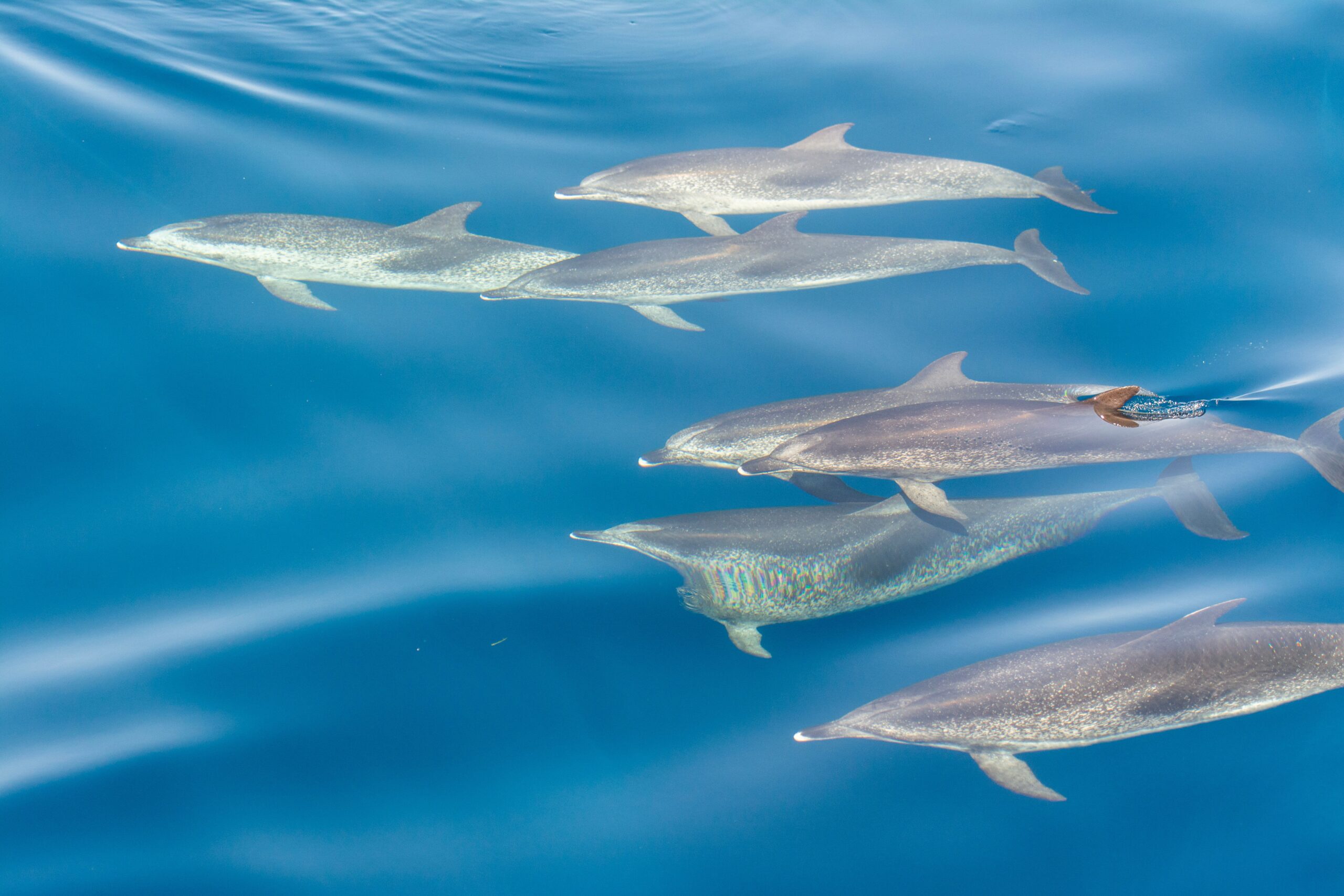 Își pot striga animalele semenii pe nume? Foto: pexels.com