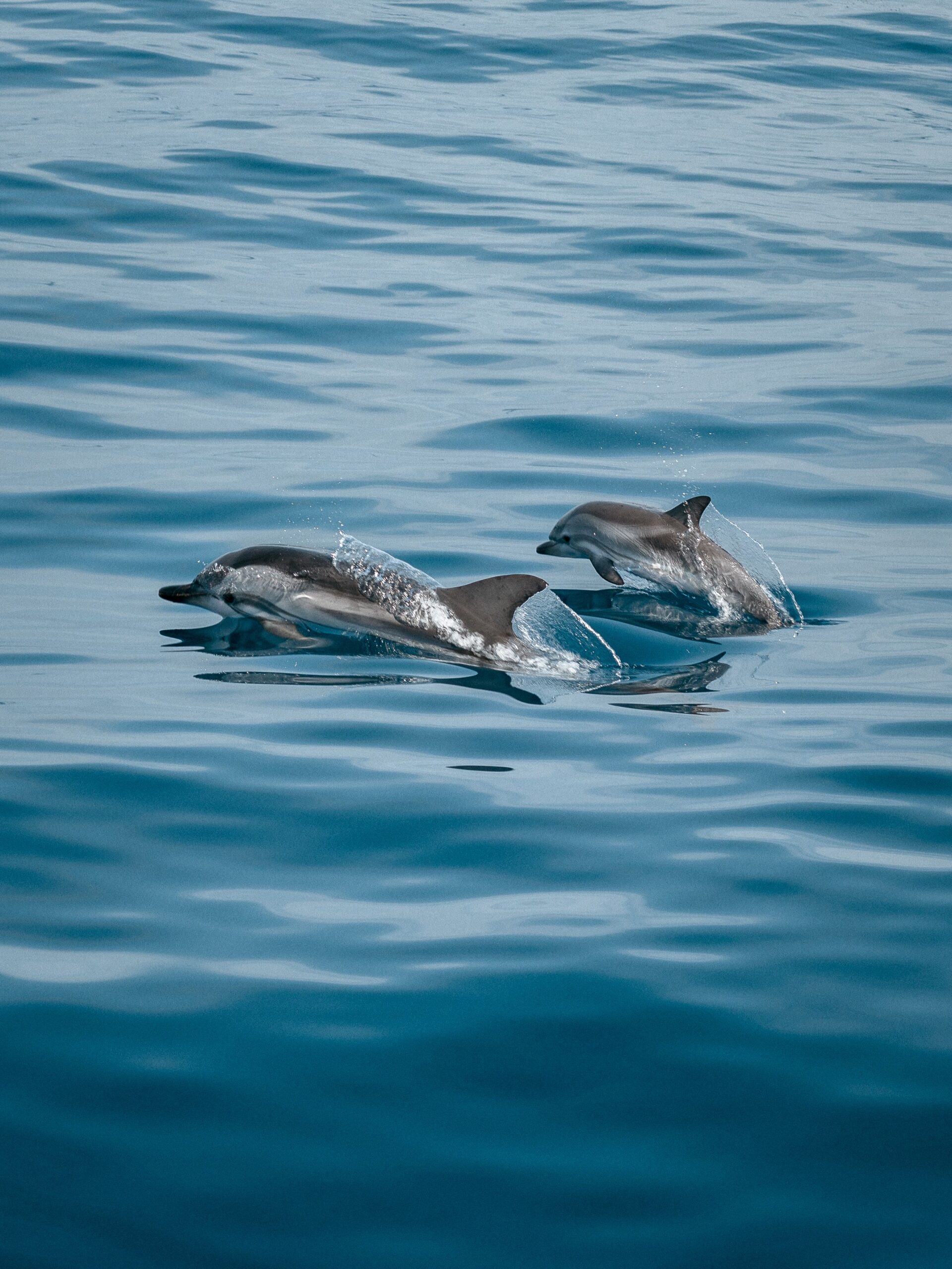 Puii de delfin cu bot gros (Tursiops) dezvoltă fluierături distincte individual, denumite „fluierături semnătură” (signature whistles). Foto: pexels.com