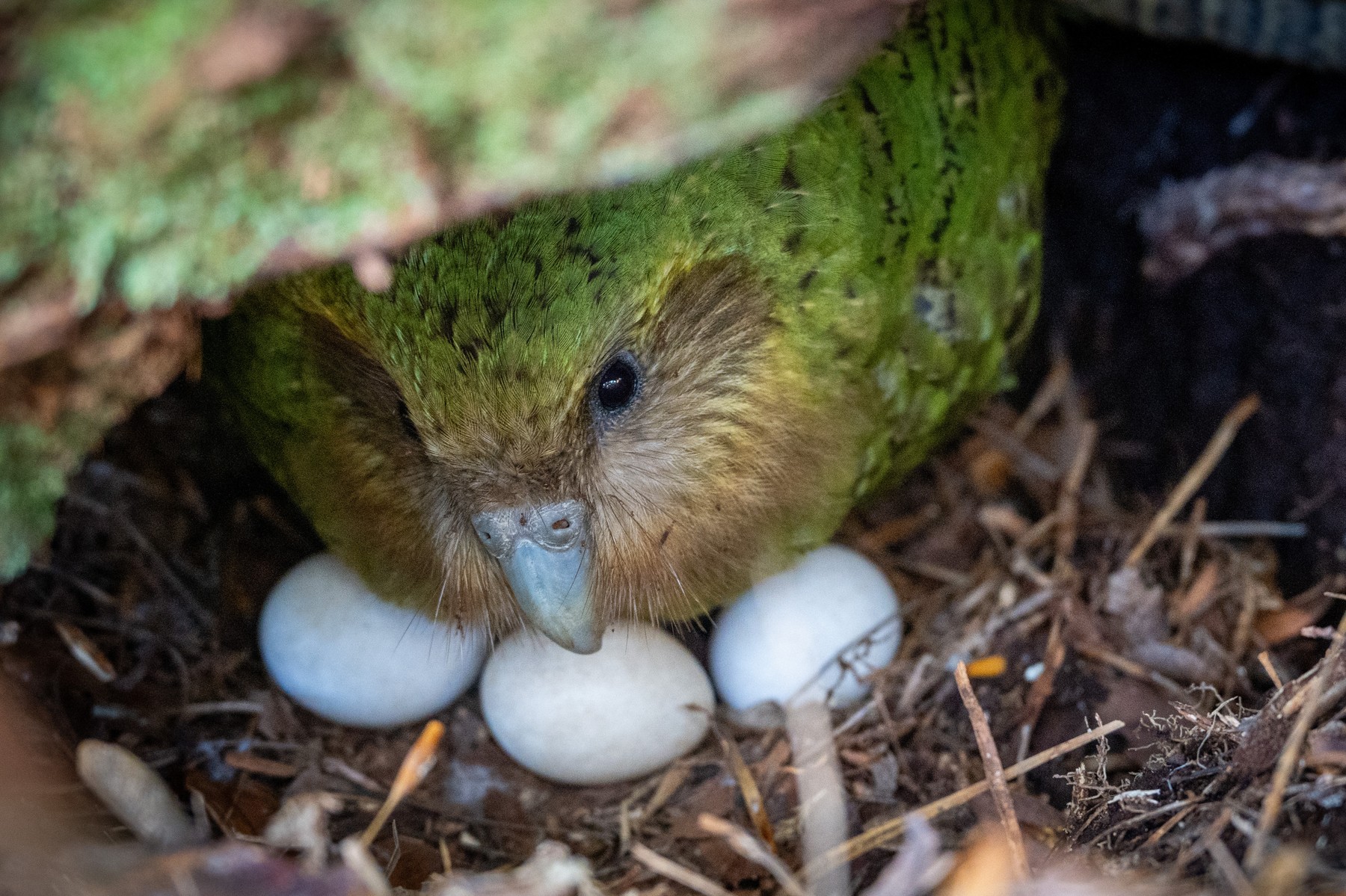 Kākāpō, papagalul care nu poate zbura, își revine spectaculos. Sursa foto: Profimedia