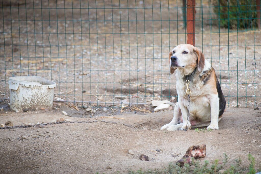 Ce se întâmplă dacă un animal este ținut în condiții improprii? Cine poate face un control, unde poți sesiza situația și ce măsuri pot fi luate. Sursa foto: silvia cozzi / Alamy / Profimedia