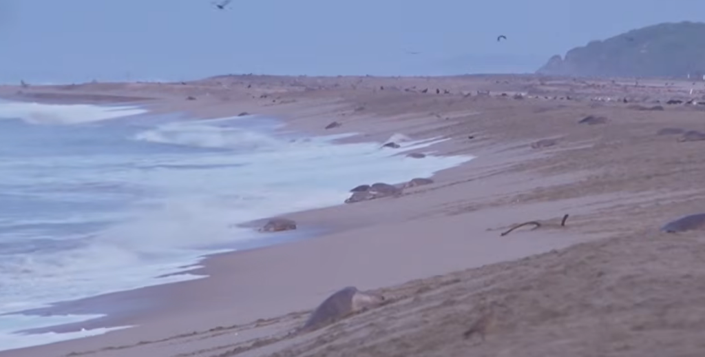 Mii de țestoase marine au ajuns pe o plajă din Mexic. Sursa foto: captură video YouTube The Guardian