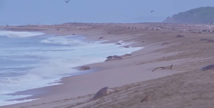 Mii de țestoase marine au ajuns pe o plajă din Mexic pentru sezonul depunerii ouălor. Fenomenul spectaculos se numește „arribada”