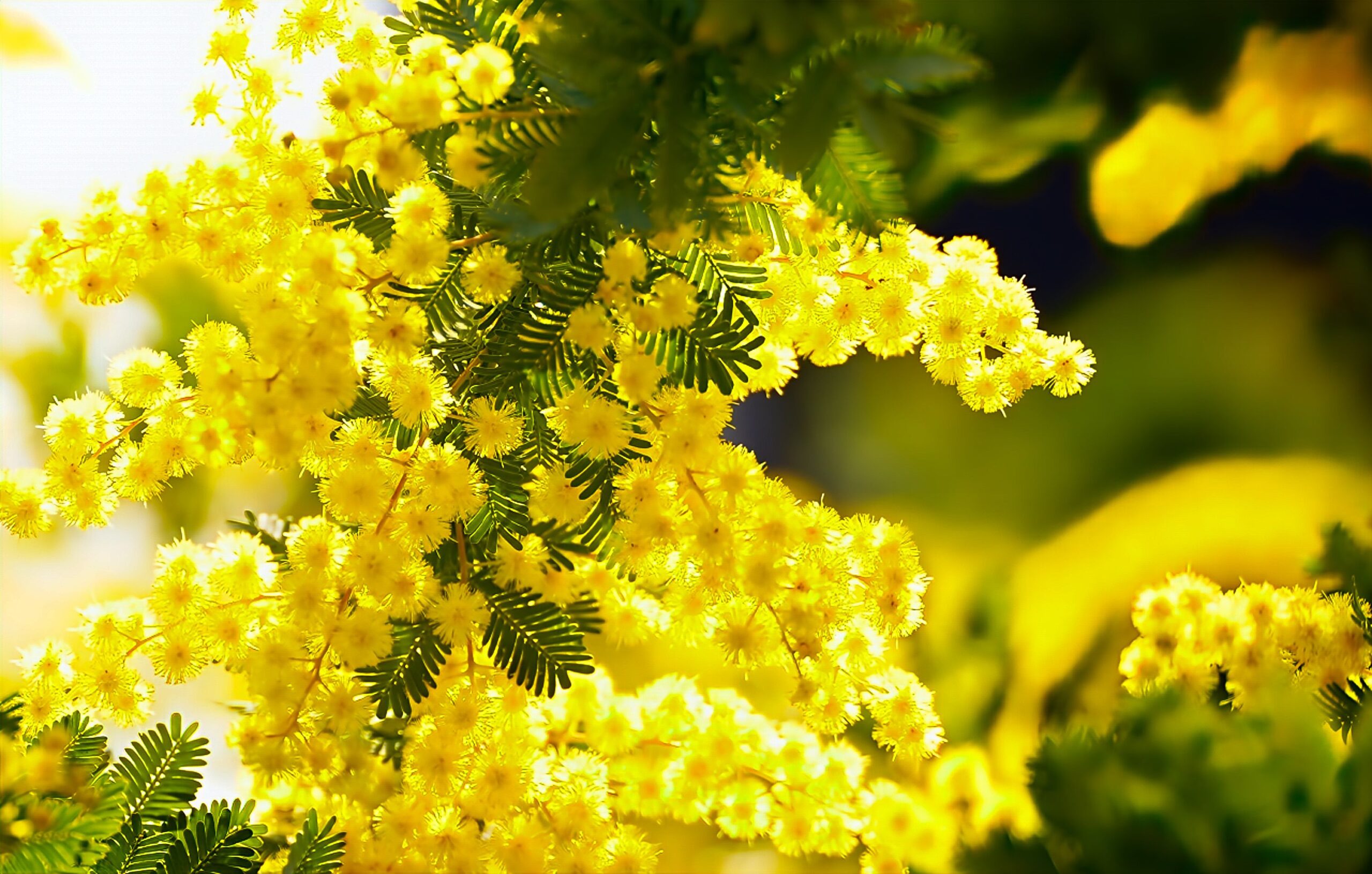 Originară din sud-estul Australiei, Acacia dealbata este un arbore cu creștere rapidă și flori galbene spectaculoase. Foto: pexels.com