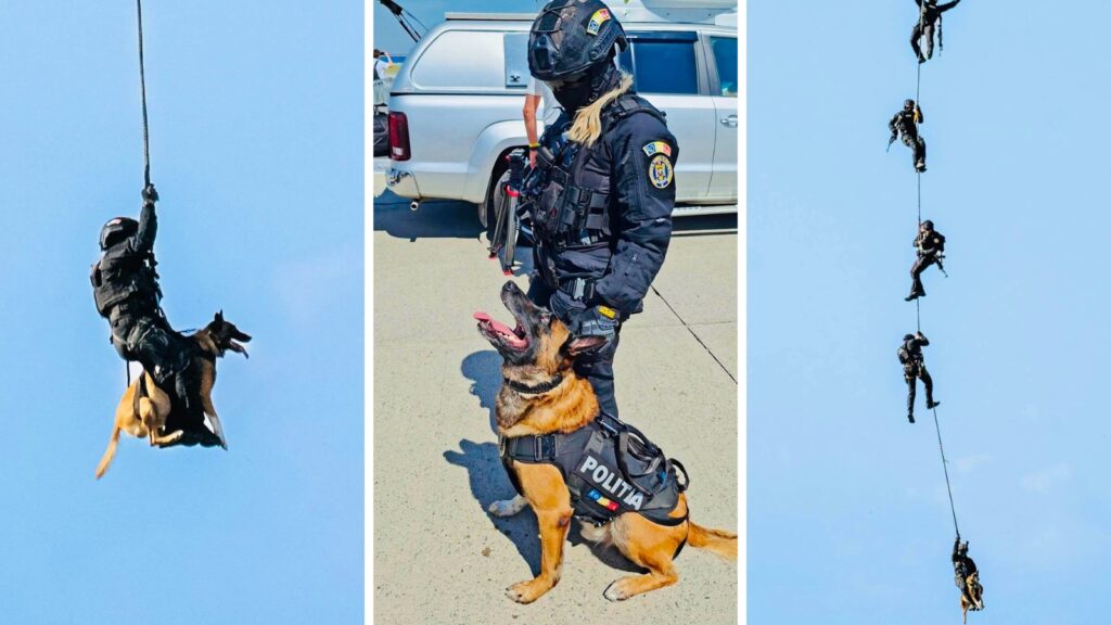 Sox, câinele polițist, a coborât din elicopter în rapel și a pornit imediat după „suspect”. Sursa foto: Facebook Centrul Chinologic „Dr. Aurel Greblea” din Sibiu
