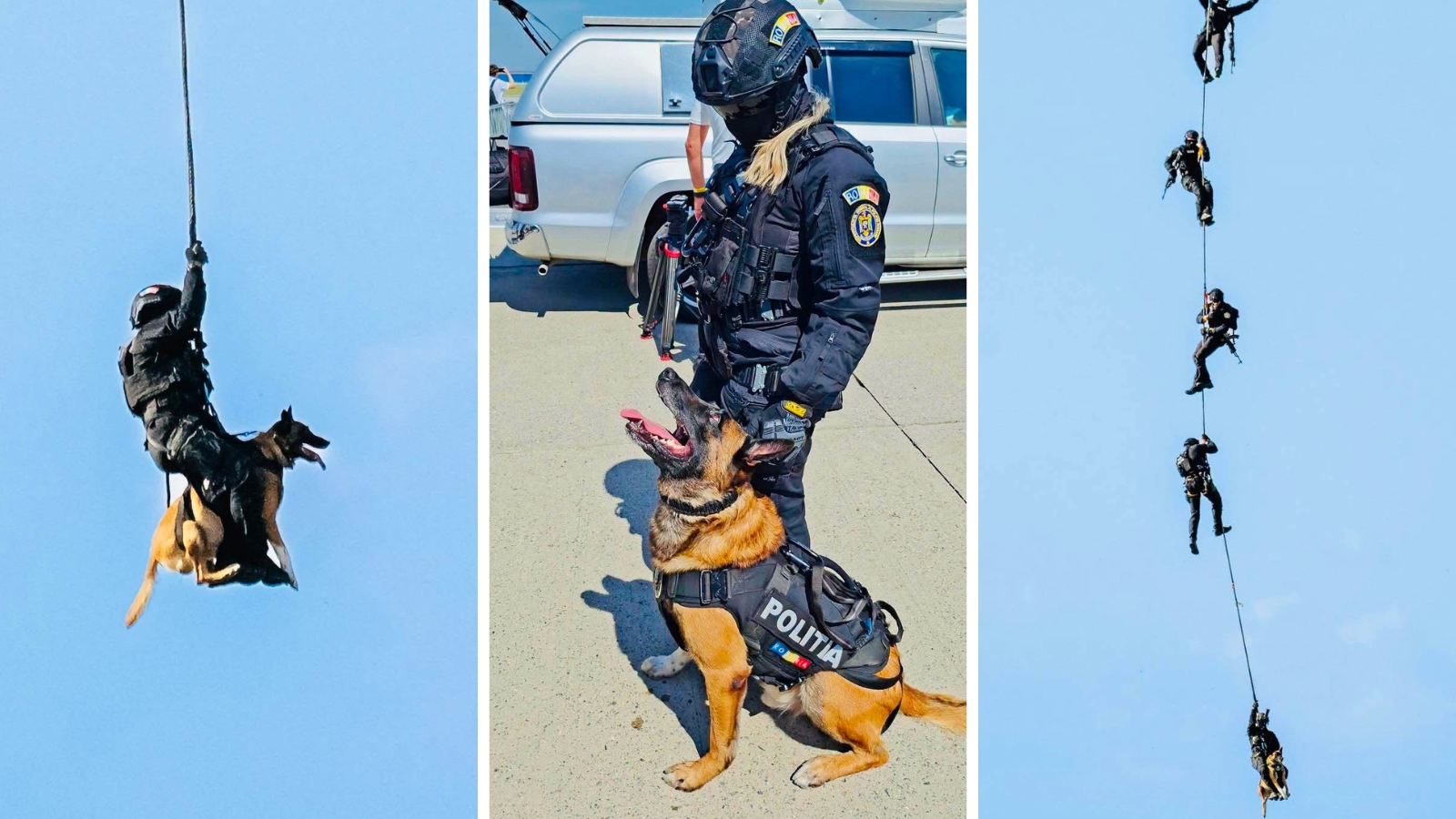 Sox, câinele polițist, a coborât din elicopter în rapel și a pornit imediat după „suspect”. Sursa foto: Facebook Centrul Chinologic „Dr. Aurel Greblea” din Sibiu