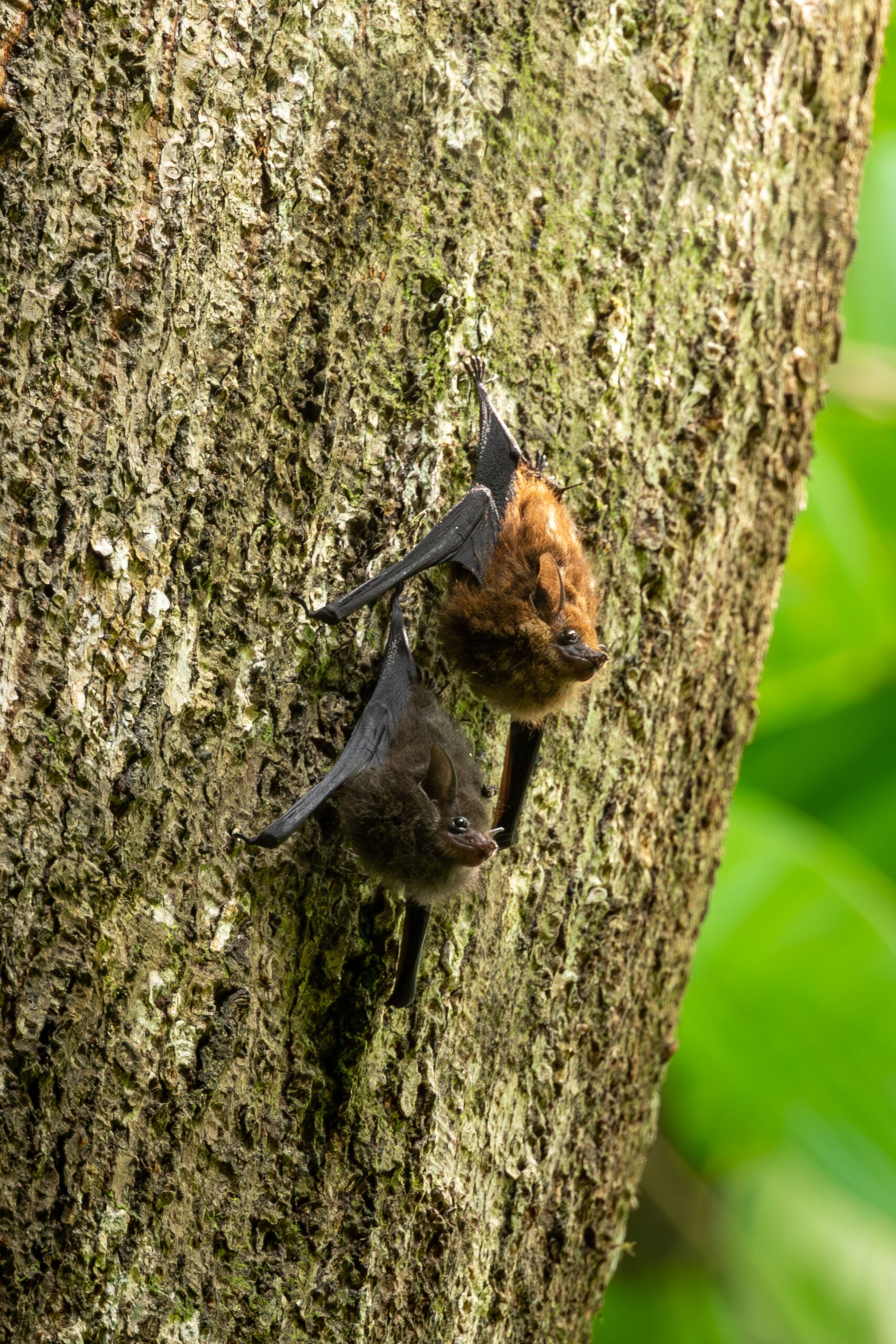 Majoritatea exemplarelor infectate au fost lilieci din specia cunoscută drept Canyon bat. Foto: pexels.com