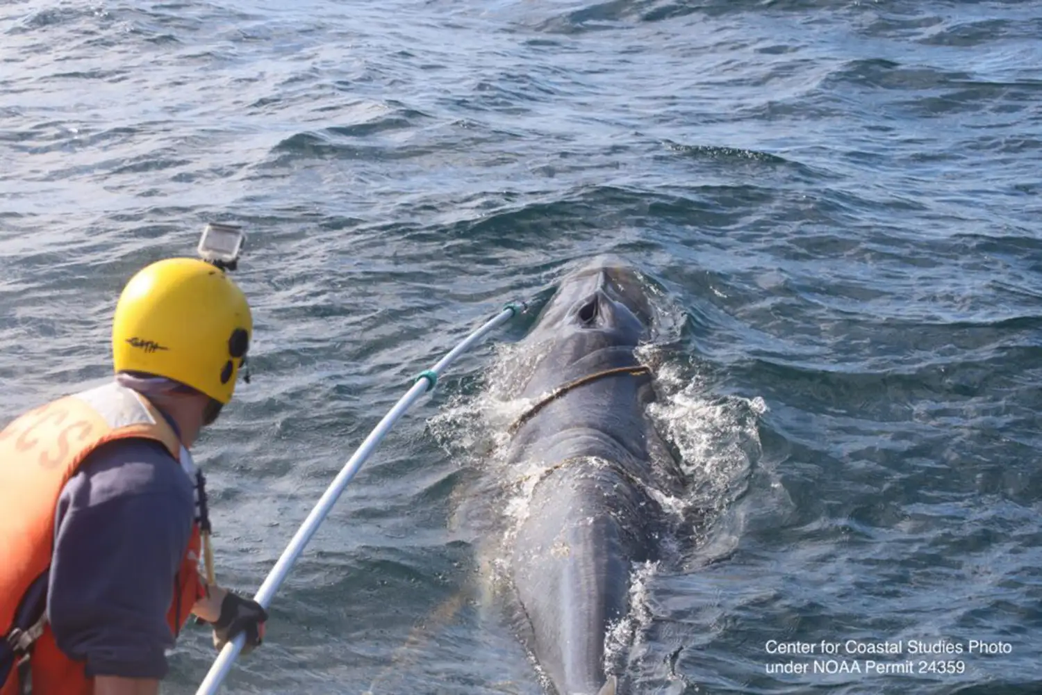 Animalul fusese observat inițial de pescari, iar câteva zile mai târziu a fost găsit din nou cu ajutorul unei echipe de supraveghere aeriană. Foto: Center for Coastal Studies