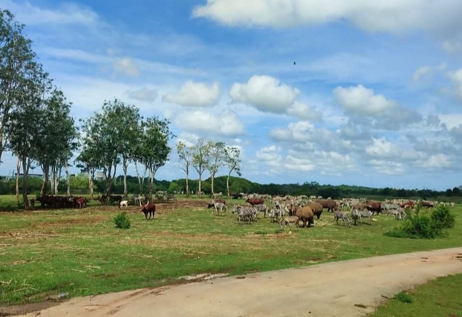 O grădină zoologică din Cuba este obligată să raționalizeze hrana animalelor: „În unele zile, nu ajunge pentru toată lumea”