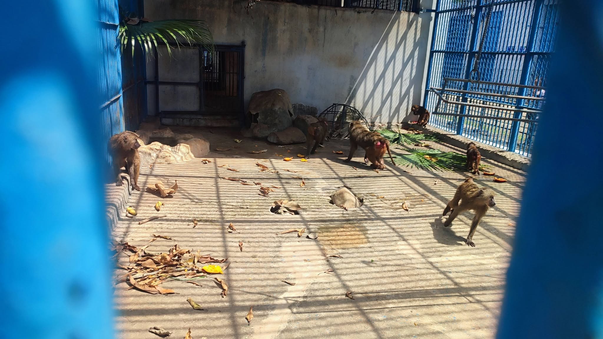 Animalele trăiesc în condiții de semi-libertate, iar grădina funcționează în principal cu resurse alocate de stat. Sursa foto: Facebook Parque Zoológico Nacional de Cuba