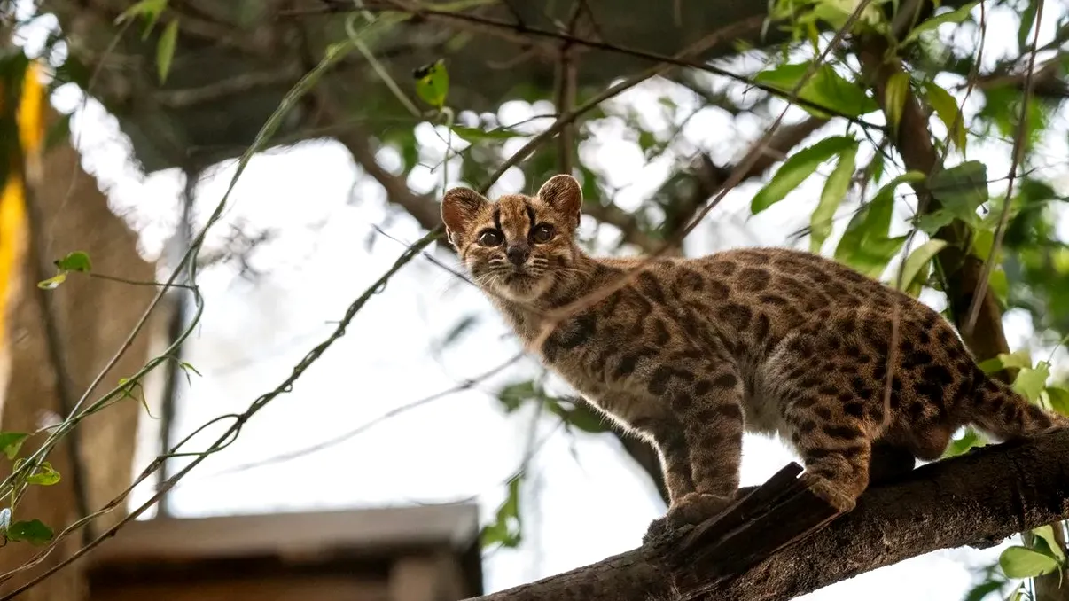 Animalul trăiește în pădurile de nori din Yungas, o regiune situată în bazinul Anzilor și Amazonului. Sursa foto: Fernando Faciole / National Geographic