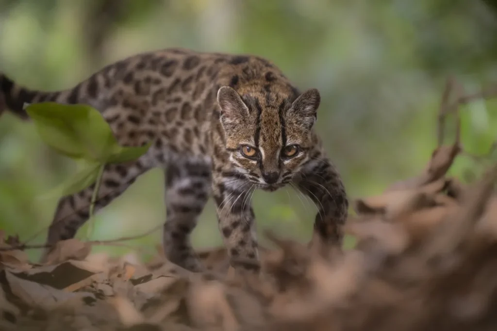 O nouă specie de felină sălbatică, descoperită în pădurile din Bolivia. Sursa foto: Fernando Faciole / National Geographic